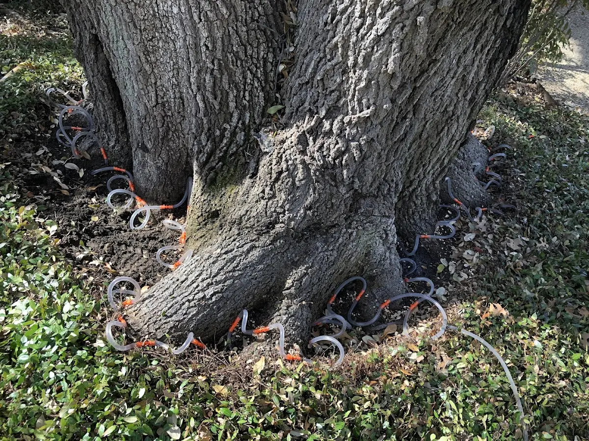 Detailed Tree Cabling and Bracing job site in Chinquapin