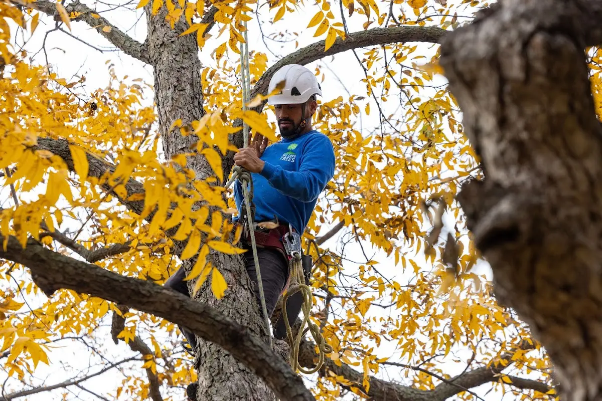 Skilled Tree Trimming crew working in Chinquapin